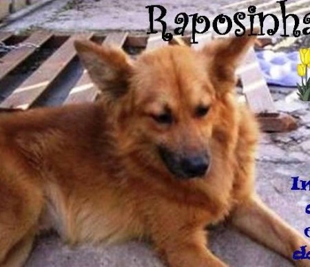 Raposinha (SP)