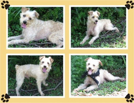 Bira (macho/SP)