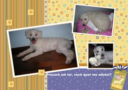 Poodle (SP)