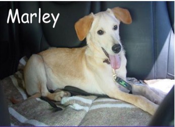 Marley (SP)