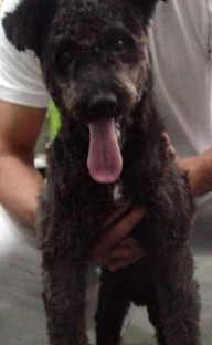 Billy (SP)