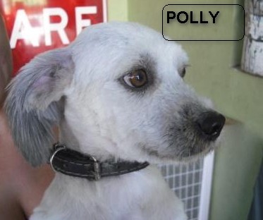 Polly (SP)
