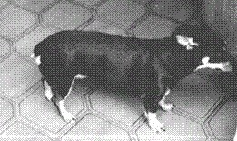 Pretinha perdida