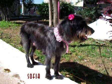 Sofia (SP)