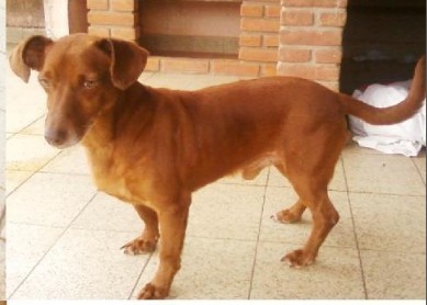 Pastel (SP)