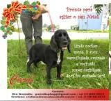 Carol (SP)