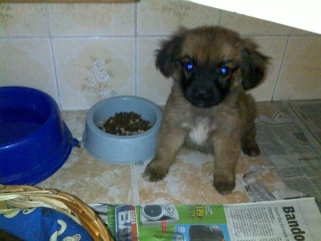 Toddy - final feliz