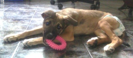 Nina (SP)