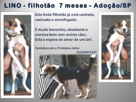 Lino (SP)