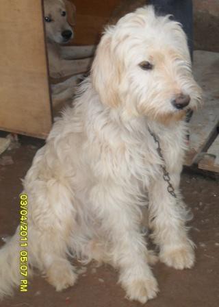 Tim (SP)