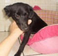 Ling perdida (Jundiaí/SP)