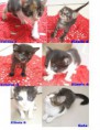 Gatinhos (SP) - ADOTADOS