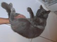 Lancy - ADOTADO
